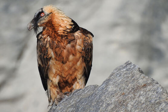 Bearded vultures have resettled in Zermatt.