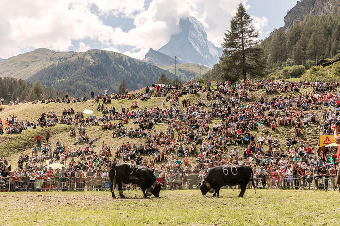 Reine du Cervin – Cow Fight on the Matterhorn