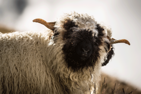 Largest Blacknose sheep flock